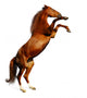 Sorrel Mare - the Budenny Horse Wall Decal