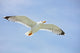 Seagull Flight