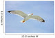 Seagull Flight