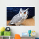 Little Owl