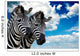 Zebra Pair