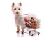 Dog Standing with Shopping Cart Wall Decal