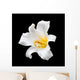 White flower Wall Mural