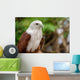 Red Tailed Hawk Wall Mural