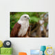Red Tailed Hawk Wall Mural