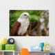 Red Tailed Hawk Wall Mural