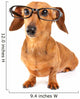 Dachshund dog with glasses Wall Decal