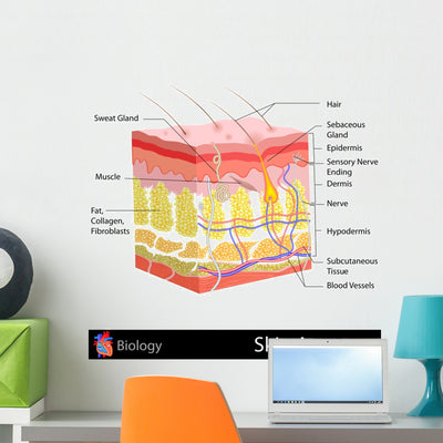 Skin Anatomy shown on a wall