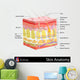 Skin Anatomy