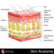 Skin Anatomy