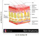Skin Anatomy