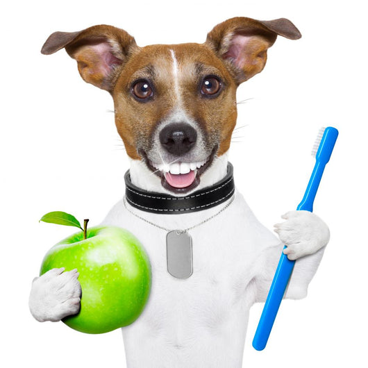 perfect smile dog Wall Decal