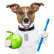 perfect smile dog Wall Decal