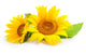 Sunflowers Wall Decal