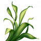 creative foliage, green leaves and grass illustration Wall Decal