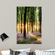 Bluebells Sunrise Light