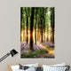Bluebells Sunrise Light