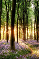 Bluebells Sunrise Light