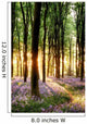 Bluebells Sunrise Light