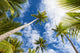 Palm Tree and Sky