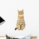 Cat Isolate White