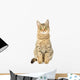 Cat Isolate White