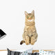 Cat Isolate White