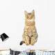 Cat Isolate White