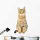Cat Isolate White