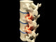 Human Spine
