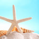 Seashells and Starfish Sand Wall Mural