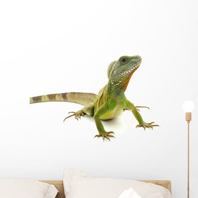 Indochinese Water Dragon shown on a wall