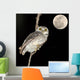 Owl Bird