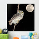 Owl Bird