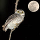Owl Bird