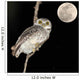 Owl Bird