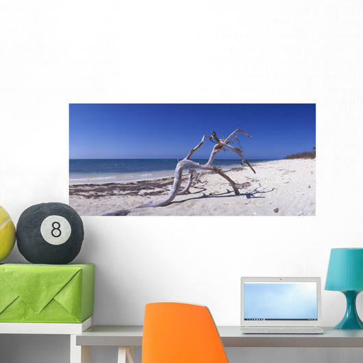 Driftwood Beach Anacon