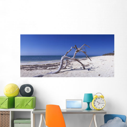 Driftwood Beach Anacon