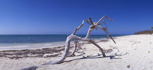 Driftwood Beach Anacon