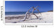 Driftwood Beach Anacon