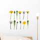Dandelion flowers and leaves isolated on white Wall Decal