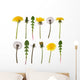 Dandelion flowers and leaves isolated on white Wall Decal