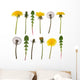 Dandelion flowers and leaves isolated on white Wall Decal