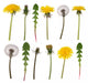 Dandelion flowers and leaves isolated on white Wall Decal