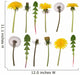 Dandelion flowers and leaves isolated on white Wall Decal