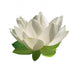 Lotus flower Wall Decal