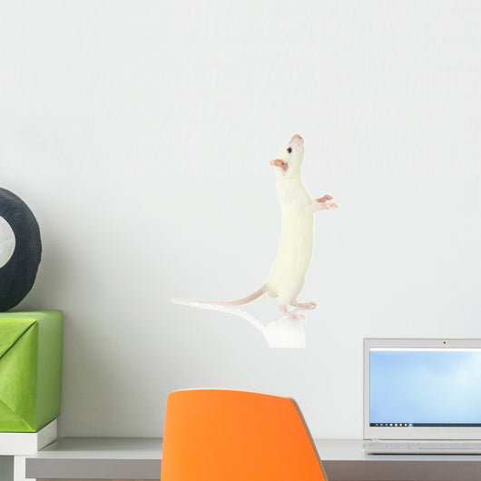 Funny Little Rat, Isolated on White Wall Decal