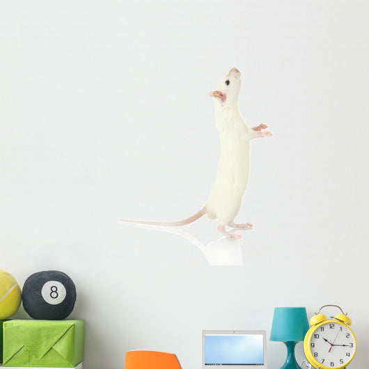 Funny Little Rat, Isolated on White Wall Decal