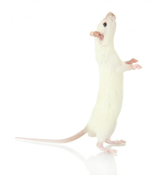 Funny Little Rat, Isolated on White Wall Decal