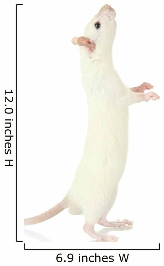 Funny Little Rat, Isolated on White Wall Decal